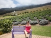 Maui_Ali'i Kula Lavender-3915